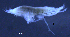  ( - 5-9S_Syno6_2012_8)  @11 [ ] CreativeCommons  Attribution Non-Commercial Share-Alike (2021) Anna Jazdzewska University of Lodz, Dept of Invertebrate Zoology and Hydrobiology
