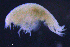  ( - 6-11S_Lysi1_2012_1)  @11 [ ] CreativeCommons  Attribution Non-Commercial Share-Alike (2021) Anna Jazdzewska University of Lodz, Dept of Invertebrate Zoology and Hydrobiology