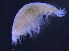  ( - 6-11S_Lysi1_2012_2)  @11 [ ] CreativeCommons  Attribution Non-Commercial Share-Alike (2021) Anna Jazdzewska University of Lodz, Dept of Invertebrate Zoology and Hydrobiology