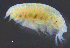 (LysianassidaeAJ sp. 6 - 6-11S_Lysi6_2012_1)  @11 [ ] CreativeCommons  Attribution Non-Commercial Share-Alike (2021) Anna Jazdzewska University of Lodz, Dept of Invertebrate Zoology and Hydrobiology
