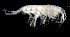  ( - 6-11S_Oedi6_2012_1)  @11 [ ] CreativeCommons  Attribution Non-Commercial Share-Alike (2021) Anna Jazdzewska University of Lodz, Dept of Invertebrate Zoology and Hydrobiology