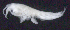  ( - 6-11S_Oedi6_2012_3)  @11 [ ] CreativeCommons  Attribution Non-Commercial Share-Alike (2021) Anna Jazdzewska University of Lodz, Dept of Invertebrate Zoology and Hydrobiology