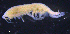  (PardaliscidaeAJ sp. 1 - 6-11S_Pard1_2012_1)  @11 [ ] CreativeCommons  Attribution Non-Commercial Share-Alike (2021) Anna Jazdzewska University of Lodz, Dept of Invertebrate Zoology and Hydrobiology