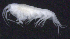  (OedicerotidaeAJ cf. sp. 1 - 7-9E_Oedi1a_2012_1)  @11 [ ] CreativeCommons  Attribution Non-Commercial Share-Alike (2021) Anna Jazdzewska University of Lodz, Dept of Invertebrate Zoology and Hydrobiology