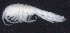  ( - 7-9E_Oedi1a_2012_2)  @11 [ ] CreativeCommons  Attribution Non-Commercial Share-Alike (2021) Anna Jazdzewska University of Lodz, Dept of Invertebrate Zoology and Hydrobiology