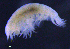  ( - 7-9S_Lysi1_2012_1)  @11 [ ] CreativeCommons  Attribution Non-Commercial Share-Alike (2021) Anna Jazdzewska University of Lodz, Dept of Invertebrate Zoology and Hydrobiology