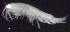  ( - 7-9S_Oedi6_2012_2)  @11 [ ] CreativeCommons  Attribution Non-Commercial Share-Alike (2021) Anna Jazdzewska University of Lodz, Dept of Invertebrate Zoology and Hydrobiology