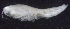  ( - 7-9S_Oedi6_2012_3)  @11 [ ] CreativeCommons  Attribution Non-Commercial Share-Alike (2021) Anna Jazdzewska University of Lodz, Dept of Invertebrate Zoology and Hydrobiology