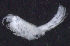  ( - 7-9S_Oedi6_2012_5)  @11 [ ] CreativeCommons  Attribution Non-Commercial Share-Alike (2021) Anna Jazdzewska University of Lodz, Dept of Invertebrate Zoology and Hydrobiology