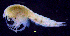  (SynopiidaeAJ sp. 3 - 7-9S_Syno3_2012_2)  @11 [ ] CreativeCommons  Attribution Non-Commercial Share-Alike (2021) Anna Jazdzewska University of Lodz, Dept of Invertebrate Zoology and Hydrobiology