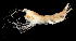 (Halice quarta - 77S_Pard_2016_176U)  @11 [ ] CreativeCommons  Attribution Non-Commercial Share-Alike (2021) Anna Jazdzewska University of Lodz, Dept of Invertebrate Zoology and Hydrobiology