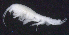  ( - 8-9E_Oedi1a_2012_1)  @11 [ ] CreativeCommons  Attribution Non-Commercial Share-Alike (2021) Anna Jazdzewska University of Lodz, Dept of Invertebrate Zoology and Hydrobiology