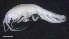  ( - 8-9E_Oedi1a_2012_2)  @11 [ ] CreativeCommons  Attribution Non-Commercial Share-Alike (2021) Anna Jazdzewska University of Lodz, Dept of Invertebrate Zoology and Hydrobiology
