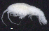  ( - 8-9E_Oedi1a_2012_3)  @11 [ ] CreativeCommons  Attribution Non-Commercial Share-Alike (2021) Anna Jazdzewska University of Lodz, Dept of Invertebrate Zoology and Hydrobiology