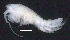  ( - 8-9E_Oedi1a_2012_4)  @11 [ ] CreativeCommons  Attribution Non-Commercial Share-Alike (2021) Anna Jazdzewska University of Lodz, Dept of Invertebrate Zoology and Hydrobiology