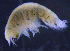  ( - 8-9S_Lysi1_2012_3)  @11 [ ] CreativeCommons  Attribution Non-Commercial Share-Alike (2021) Anna Jazdzewska University of Lodz, Dept of Invertebrate Zoology and Hydrobiology