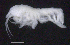  (OedicerotidaeAJ sp. 11 - 8-9S_Oedi11_2012_1)  @11 [ ] CreativeCommons  Attribution Non-Commercial Share-Alike (2021) Anna Jazdzewska University of Lodz, Dept of Invertebrate Zoology and Hydrobiology