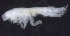  ( - 8-9S_Oedi6_2012_1)  @11 [ ] CreativeCommons  Attribution Non-Commercial Share-Alike (2021) Anna Jazdzewska University of Lodz, Dept of Invertebrate Zoology and Hydrobiology