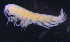  ( - 8-9S_Pard8_2012_2)  @11 [ ] CreativeCommons  Attribution Non-Commercial Share-Alike (2021) Anna Jazdzewska University of Lodz, Dept of Invertebrate Zoology and Hydrobiology