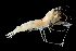  ( - 85S_Rhac1_2016_186U)  @11 [ ] CreativeCommons  Attribution Non-Commercial Share-Alike (2021) Anna Jazdzewska University of Lodz, Dept of Invertebrate Zoology and Hydrobiology
