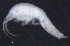  ( - 9-9E_Oedi1a_2012_1)  @11 [ ] CreativeCommons  Attribution Non-Commercial Share-Alike (2021) Anna Jazdzewska University of Lodz, Dept of Invertebrate Zoology and Hydrobiology