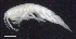 ( - 9-9S_Oedi10_2012_1)  @11 [ ] CreativeCommons  Attribution Non-Commercial Share-Alike (2021) Anna Jazdzewska University of Lodz, Dept of Invertebrate Zoology and Hydrobiology