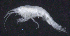  ( - 9-9S_Oedi1a_2012_1)  @11 [ ] CreativeCommons  Attribution Non-Commercial Share-Alike (2021) Anna Jazdzewska University of Lodz, Dept of Invertebrate Zoology and Hydrobiology