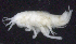  (OedicerotidaeAJ sp. 3 - 9-9S_Oedi3_2012_2)  @11 [ ] CreativeCommons  Attribution Non-Commercial Share-Alike (2021) Anna Jazdzewska University of Lodz, Dept of Invertebrate Zoology and Hydrobiology