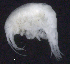  ( - 9-9S_Oedi3_2012_5)  @11 [ ] CreativeCommons  Attribution Non-Commercial Share-Alike (2021) Anna Jazdzewska University of Lodz, Dept of Invertebrate Zoology and Hydrobiology