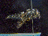  ( - UAAEnto985)  @11 [ ] CreativeCommons  Attribution Non-Commercial No Derivatives (2024) Unspecified Alaska Center for Conservation Science