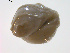  (Leptochiton alascensis - 11BIOAK-0211)  @13 [ ] CreativeCommons - Attribution  Unspecified Centre for Biodiversity Genomics