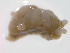  ( - 11BIOAK-0288)  @13 [ ] CreativeCommons - Attribution  Unspecified Centre for Biodiversity Genomics