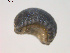  ( - 11BIOAK-0526)  @13 [ ] CreativeCommons - Attribution  Unspecified Centre for Biodiversity Genomics