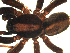  ( - 01-BB09CN-H04)  @13 [ ] CreativeCommons - Attribution  Gergin Blagoev, Centre for Biodiversity Genomics Centre for Biodiversity Genomics