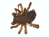 ( - BIOUG02049-G05)  @13 [ ] CC-0  G. Blagoev 2011 Unspecified