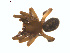  ( - BIOUG02049-G09)  @13 [ ] CC-0  G. Blagoev 2011 Unspecified