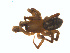  ( - BIOUG02049-H01)  @12 [ ] CC-0  G. Blagoev 2011 Unspecified