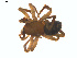  ( - BIOUG02049-H03)  @14 [ ] CC-0  G. Blagoev 2011 Unspecified