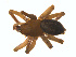  ( - BIOUG02049-H11)  @12 [ ] CC-0  G. Blagoev 2011 Unspecified
