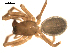  ( - CCDB-05258-C12)  @12 [ ] CreativeCommons - Attribution  Gergin Blagoev, Centre for Biodiversity Genomics Centre for Biodiversity Genomics