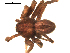  ( - CCDB-05258-D02)  @13 [ ] CreativeCommons - Attribution  Gergin Blagoev, Centre for Biodiversity Genomics Centre for Biodiversity Genomics