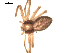  ( - CCDB-05258-G12)  @13 [ ] CreativeCommons - Attribution  Gergin Blagoev, Centre for Biodiversity Genomics Centre for Biodiversity Genomics
