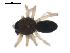  ( - CCDB-08822-B04)  @12 [ ] CC-0  G. Blagoev 2010 Unspecified
