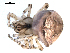  (Araneus corticarius - CCDB-08822-F05)  @13 [ ] CC-0  G. Blagoev 2010 Unspecified