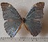  (Morpho eugenia sp.1 - OLAU1)  @11 [ ] copyright (2025) Olivier Laurent Unspecified