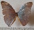  (Morpho eugenia sp.2 - OLAU2)  @11 [ ] copyright (2025) Olivier Laurent Unspecified