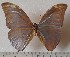  (Morpho eugenia sp.3 - OLAU3)  @11 [ ] copyright (2025) Olivier Laurent Unspecified