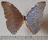  (Morpho eugenia sp.4 - OLAU4)  @11 [ ] copyright (2025) Olivier Laurent Unspecified