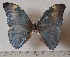  (Morpho eugenia sp.5 - OLAU5)  @11 [ ] copyright (2025) Olivier Laurent Unspecified
