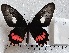  (Parides lysander 3 - APAS3)  @11 [ ] copyright (2025) Alexis Passerieux Unspecified